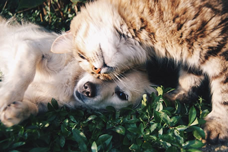 Responabilidade Social